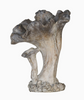Two Cap Mushroom Specimen