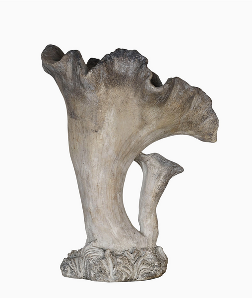 Two Cap Mushroom Specimen