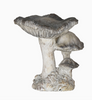 Three Cap Mushroom Specimen